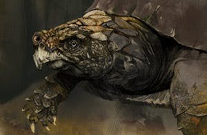 Colored version of the turtle
